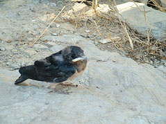 Baby swallow - Andorinha, just out of its nest.