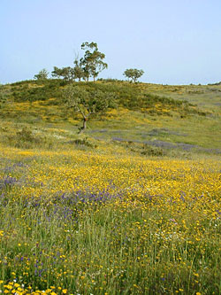 Summer Flowers Seen From Our Motorhoming Facilities