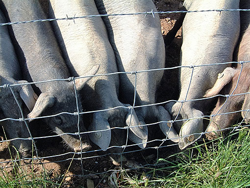 Alentejo Black Pigs