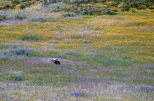Our Valley In Springtime