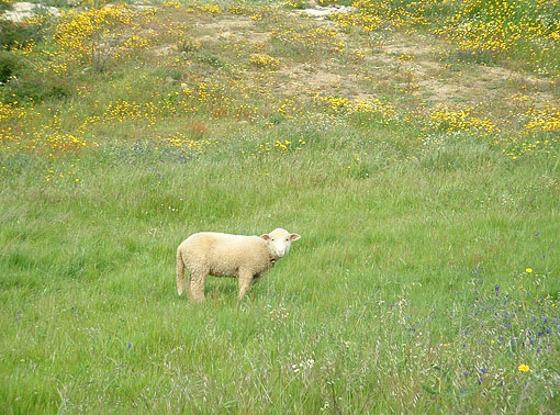 Bonnie - Our Pet Sheep.