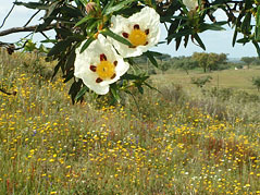 Flower of the Alentejo.