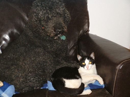 Our pets - Max and Domino.