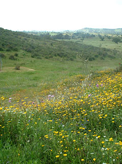 Spring flowers In The Valley.