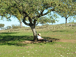 Cork Oak Tree.