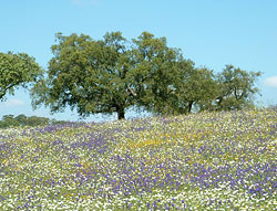 Spring flowers at Vale da Cegonha