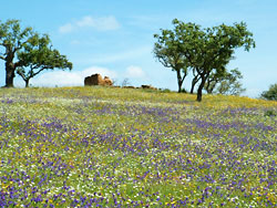 Spring Flowers.