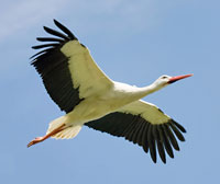 Stork in flight.